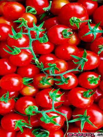 فروش بذر گوجه فرنگی